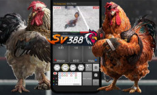 Sàn Sv388 - Nơi cung cấp trò chơi cá cược đá gà trực tiếp